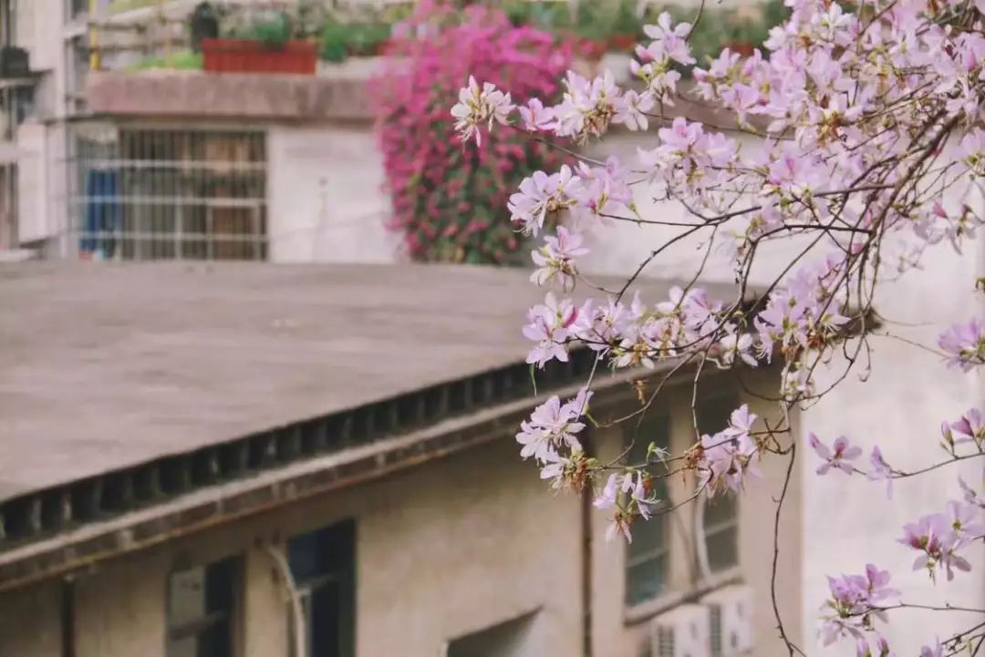 樱花职业技术培训学校，技能培育的摇篮